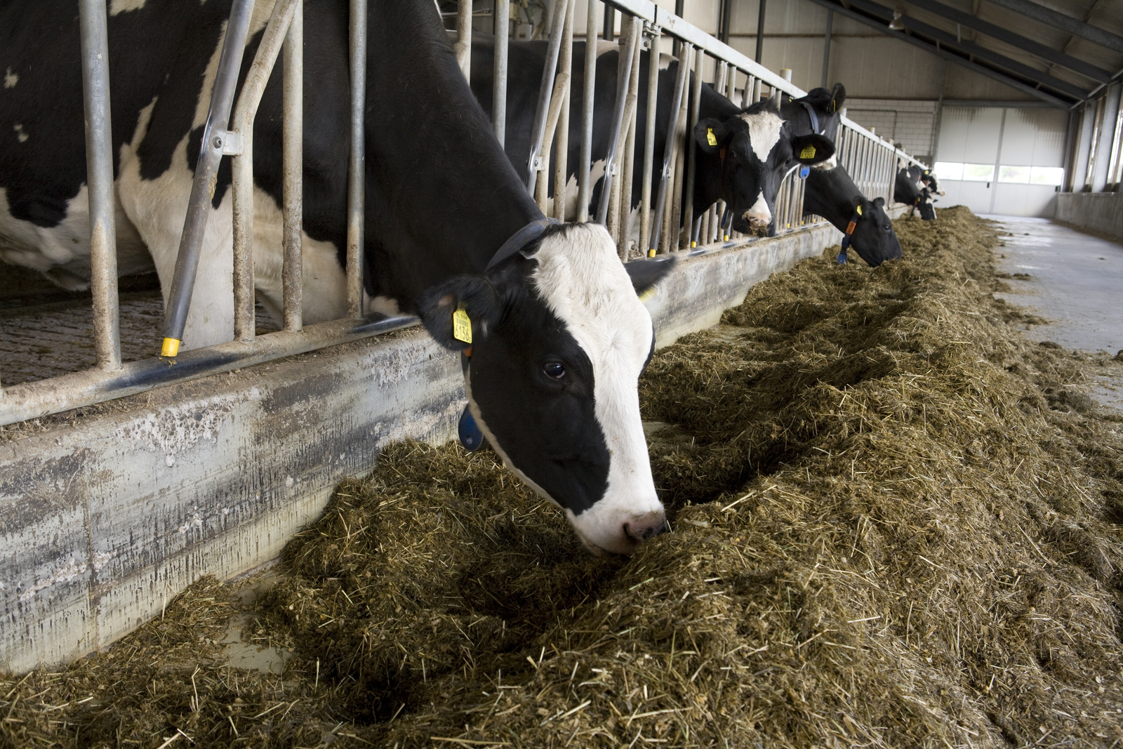 AFIA uncertain of feed safety guidance draft from FDA
