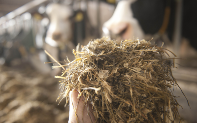 To determine aflatoxin B1 levels in animal feed, for each feed component as well as the TMR, an individual sampling ( strategy determining the optimal number of increments has been developed.<br />[Photo: Mark Pasveer]