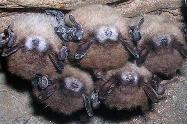 Decline of the bat major implicates for agriculture