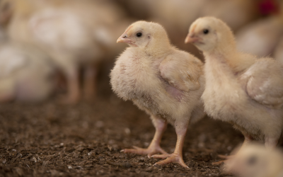 Feed additives show promise in Campylobacter reduction