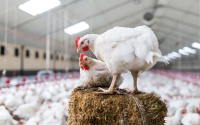 Glycerides of butyric acid: A must for poultry