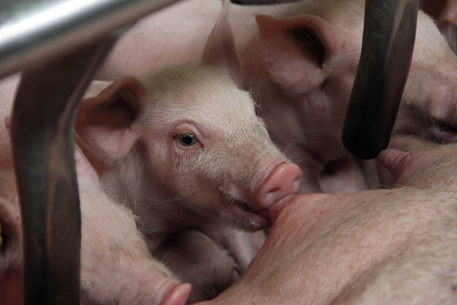 Cumulative benefits of live yeast on sows and piglets. Photo: Phileo