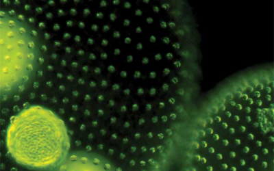 Solix raises $31m to breed algae biomass business