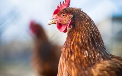 Orffa launches the Betaine Academy. Photo: Shutterstock