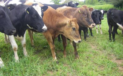 Effect of different forms of soybean oil on heifer performance