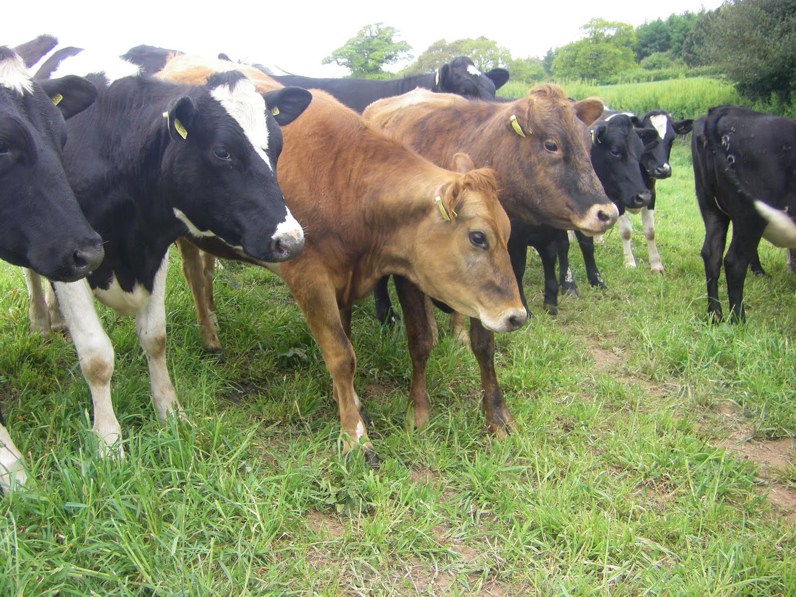 Effect of different forms of soybean oil on heifer performance