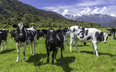 Preserving the natural behaviour of dairy cows. Photo: Shutterstock