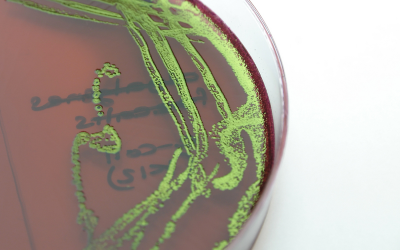 New antibiotic discovered