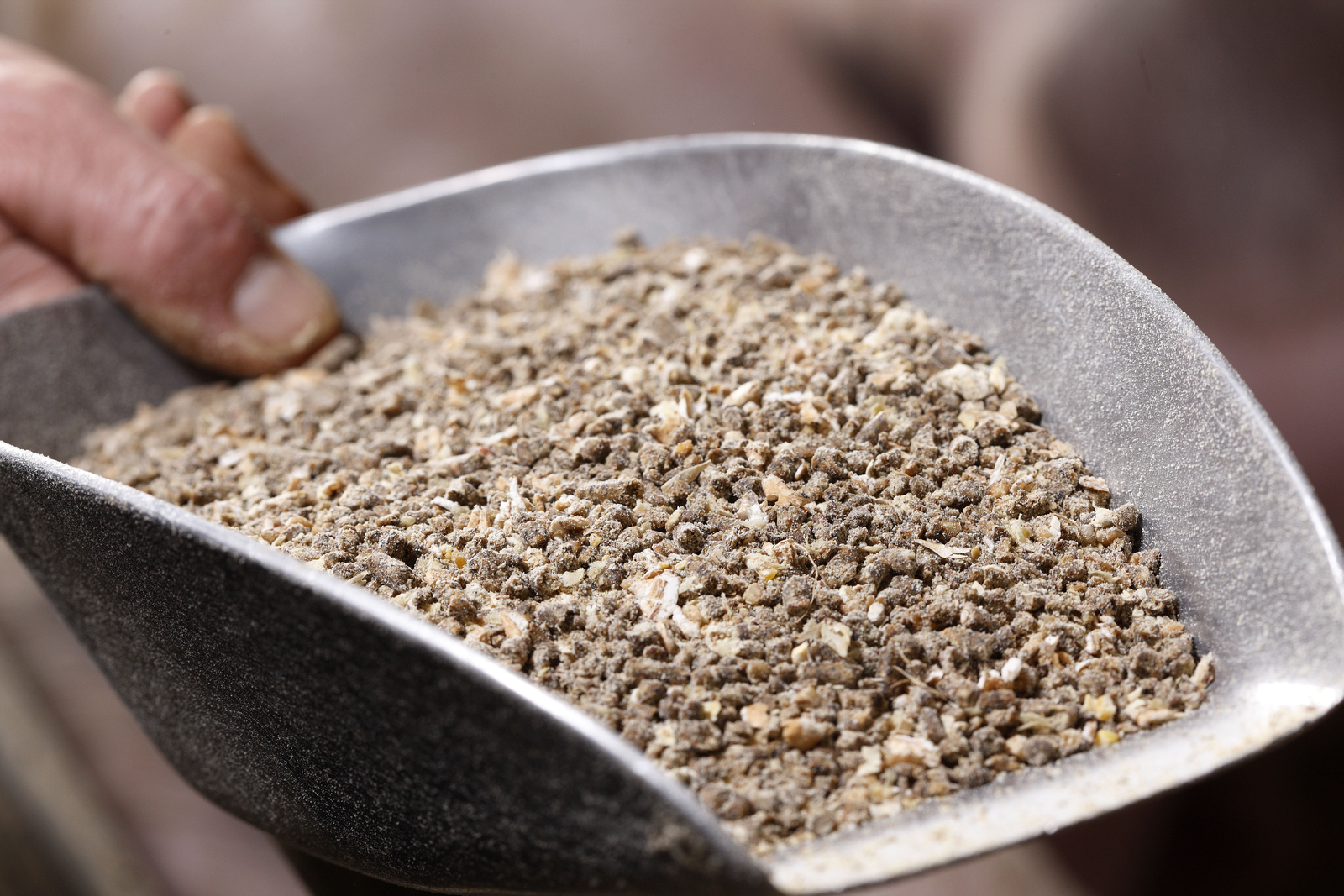 PEDv can survive in feed ingredients