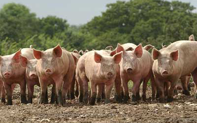 Helping pigs to digest phosphorus
