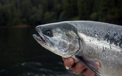 Rabobank: Fishmeal prices to stabilise. Photo: Dreamstime