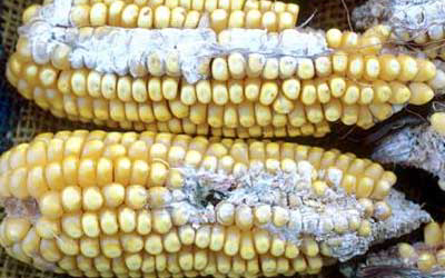 The toxicity of Fusarium mycotoxin deoxynivalenol in poultry feeding