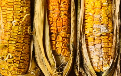 Protect flocks against mycotoxins with RFCs. Photo: Shutterstock