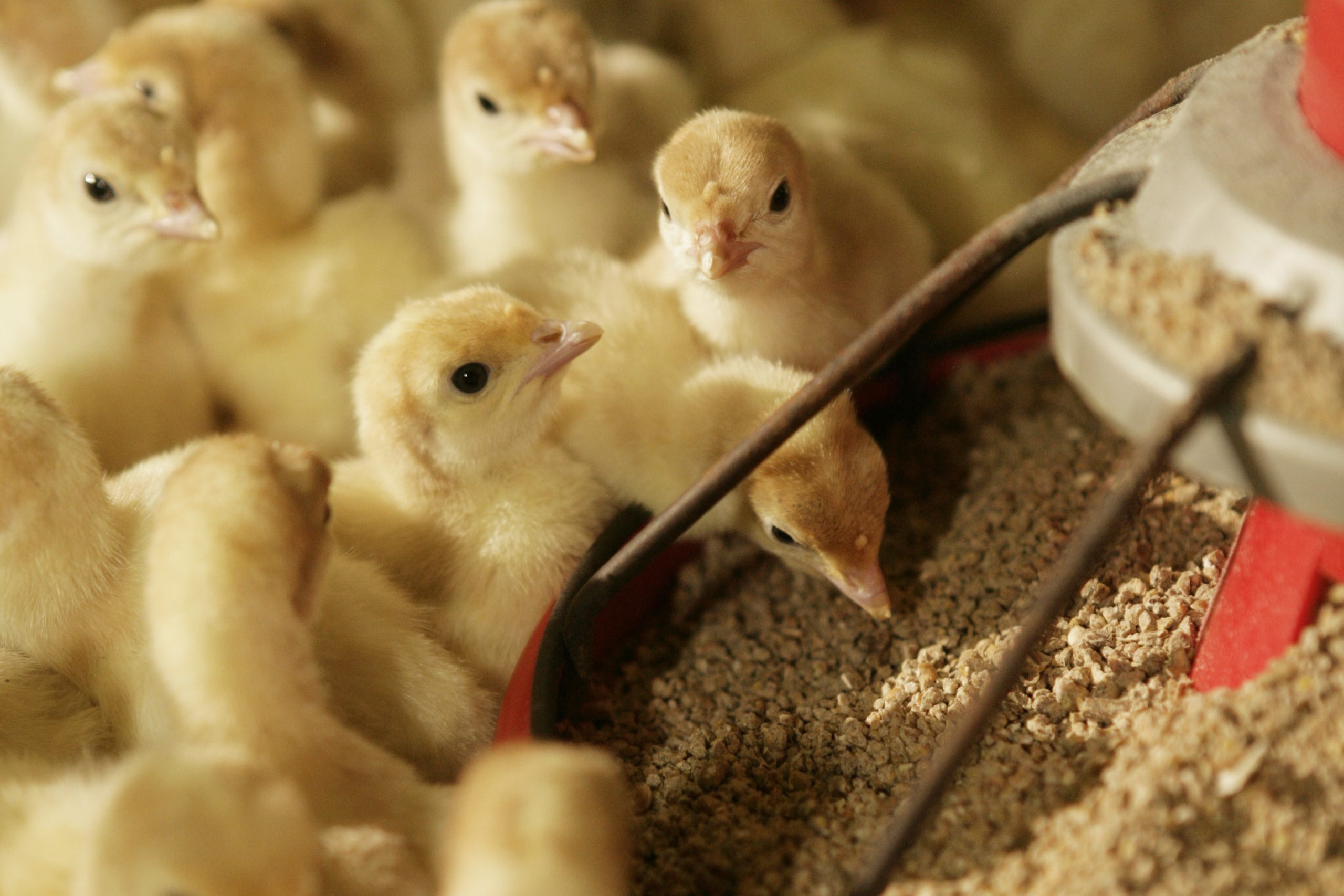 Earlier studies showed performance increases in turkey poults, when diets were supplemented with benzoid acid. Photo: Jan Willem Schouten