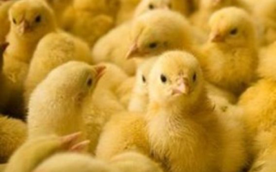 Building a continuous nutrient link in broilers