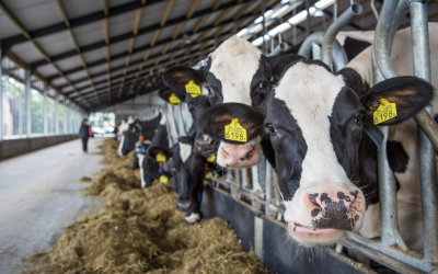 Sweetening anionic salts for dairy cows