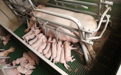Having 30 piglets per sow per year is starting to become common practice. Photo: Hans Prinsen