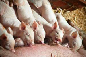 A trial compared spray dried porcine plasma in starter feeds to flavour conditioning through the sow's diet for post-weaning performance of piglets