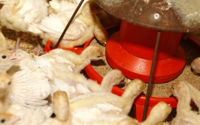 New data suggest that modern turkeys may be even more responsive to the physical quality of feed than previously thought. Photo: Hans Prinsen