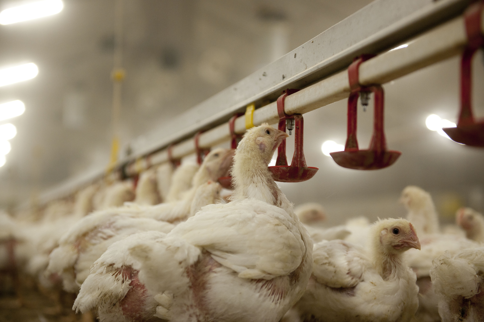 Broiler performance and intestinal integrity. Photo: Mark Pasveer