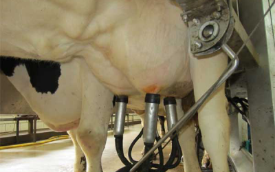 New feed boosts Uganda's milk production