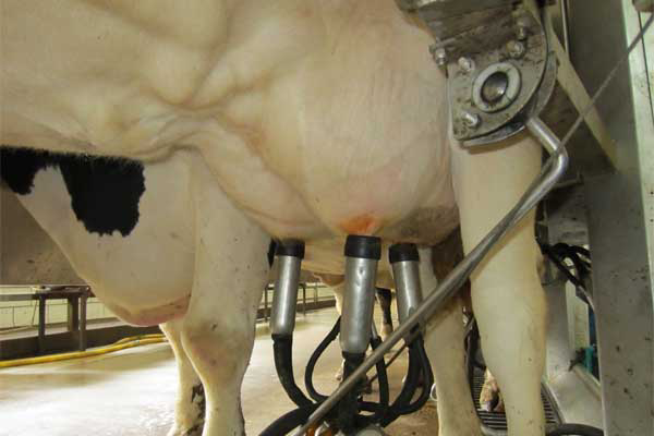 New feed boosts Uganda's milk production