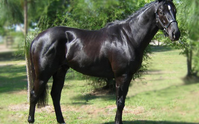 UK: Queen's horse fails drug test, feed maker probed