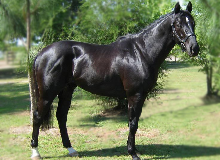 UK: Queen's horse fails drug test, feed maker probed