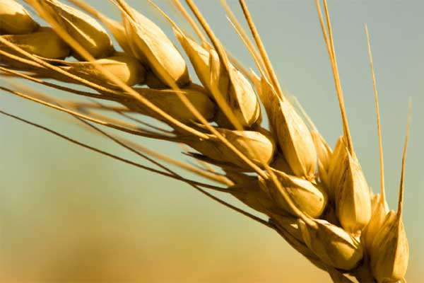 Europe to become world's top wheat exporter