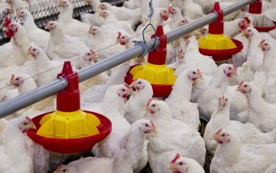 Over 28 mycotoxin species in Argentinian poultry feed