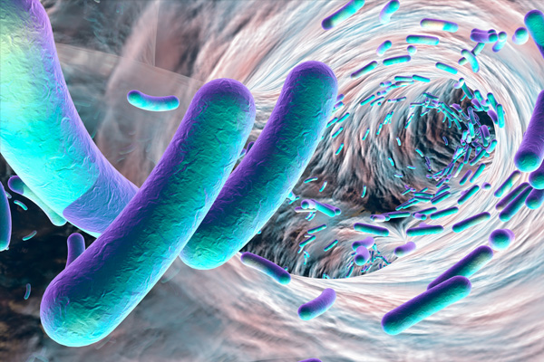 Antibiotics help Salmonella to flourish