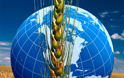 World grains outlook increased