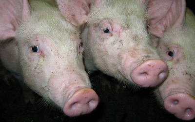 Save on feed without affecting pig growth