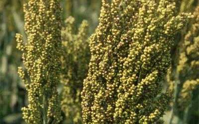 US: North Carolina grain gets a helping hand