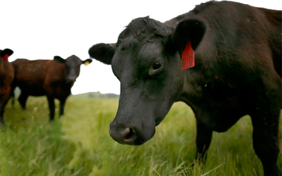 France stops BSE testing