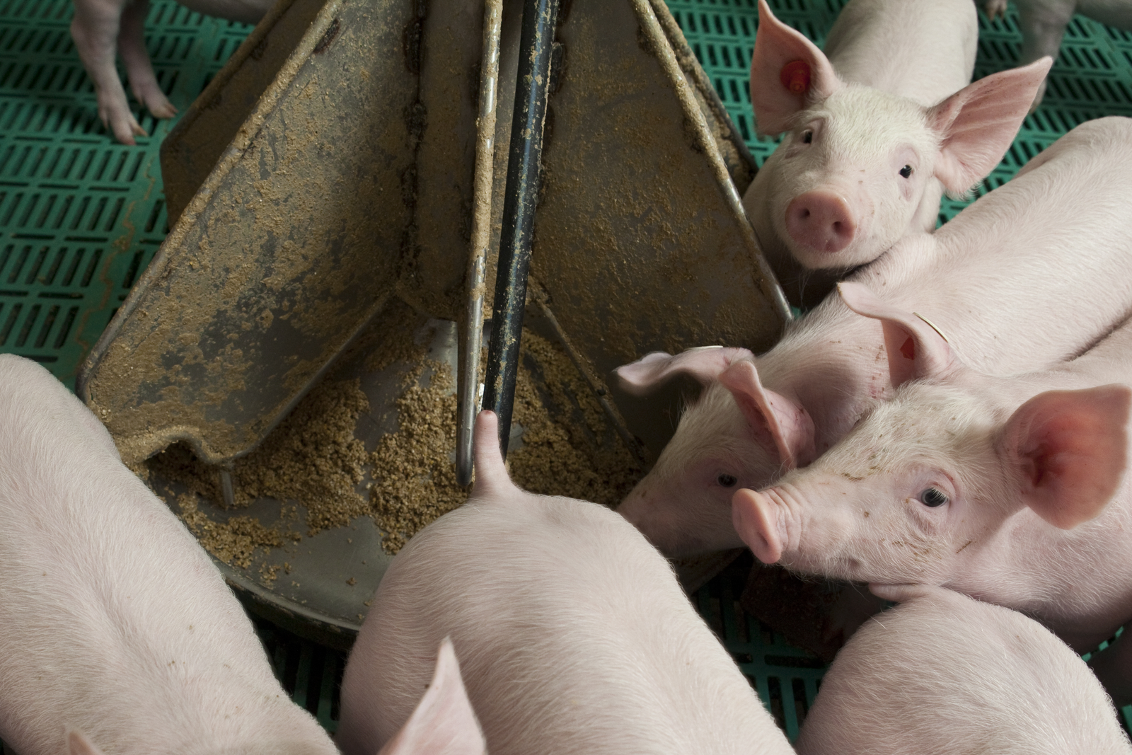 New probiotic changes what we know about probiotic use in pelleted feed