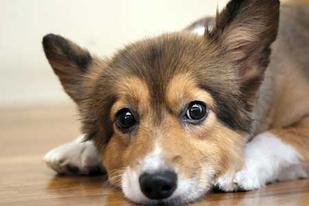 Study: Pine tree carbs beneficial for dogs digestion