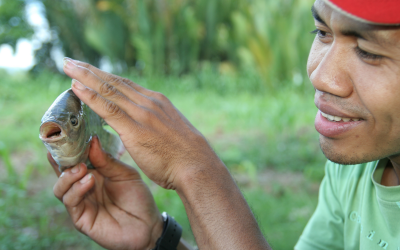 Chopped black soldier fly larvae (grown on hen manure) fed to blue tilapia alone or in combination with commercial diets resulted in similar  performance (body weight and total length) as the  control diets.