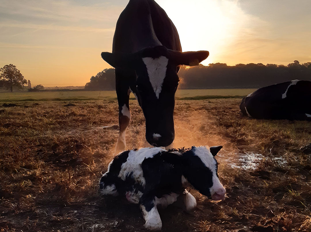 Calving, heat stress, dietary changes, transportation and infection are known to provoke depressed immunity. Photo: Shutterstock