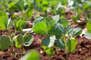 Continued drought may force earlier soy planting