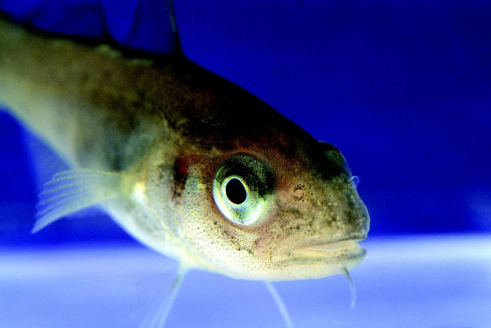 Duckweed for balanced fish diets in India