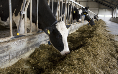 DDGS as substitute for  barley grain in cattle