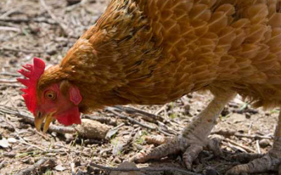 Feed prices hamper Nigeria's poultry industry