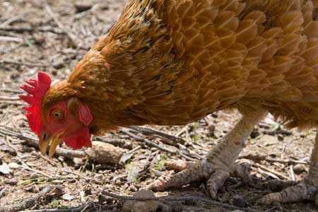 Feed prices hamper Nigeria's poultry industry