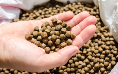 Famsun to build new aquafeed mill in Zambia