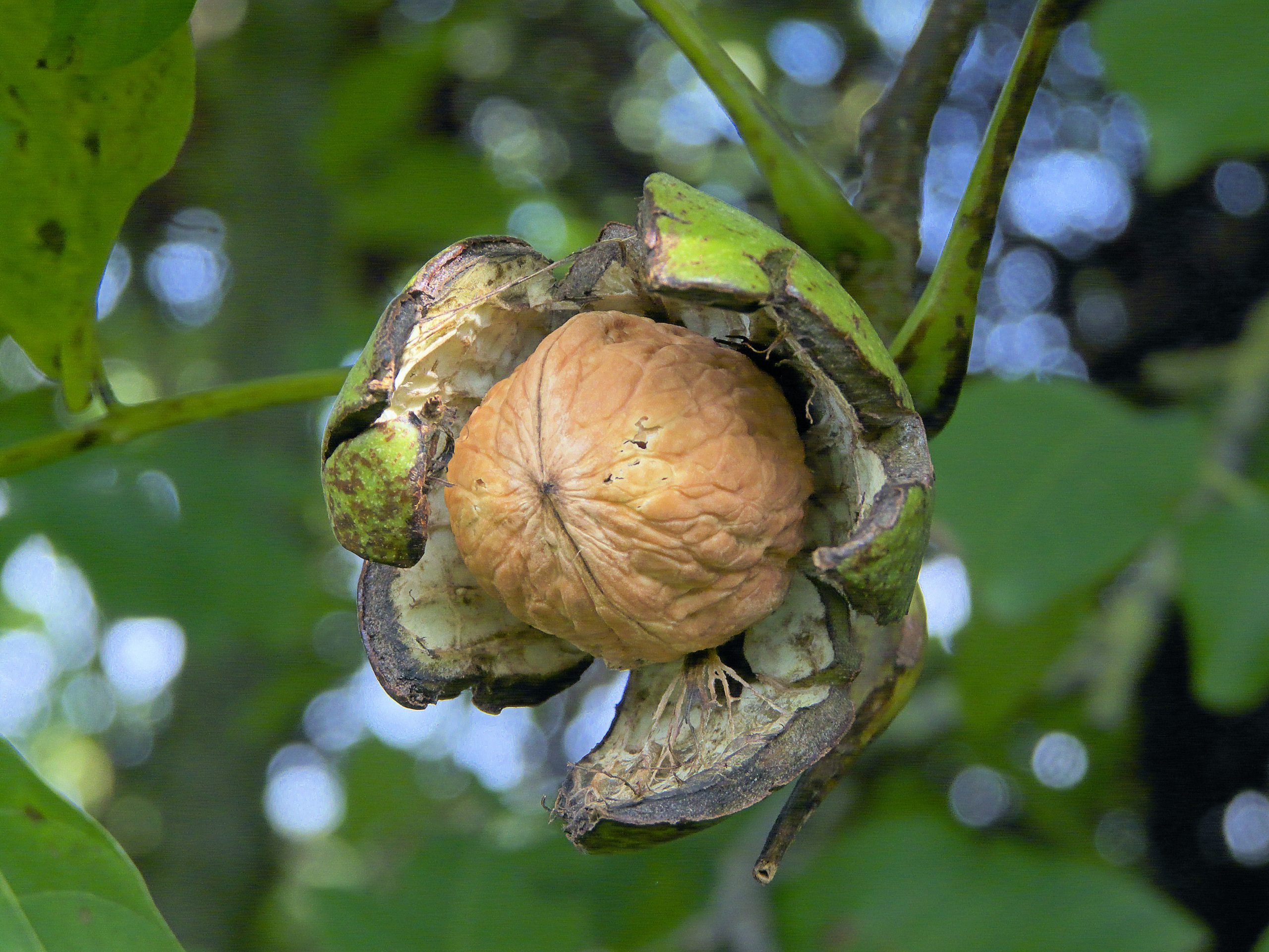 Many aflatoxin alerts in RASFF portal. Photo: Shutterstock
