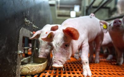 A piglet consuming feed in the farrowing pen. This piglet was not part of the research described in the article. Photo: Bert Jansen