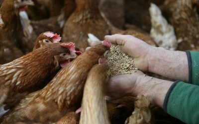 Reducing antibiotics: A chain approach. Photo: Jan Willem Schouten