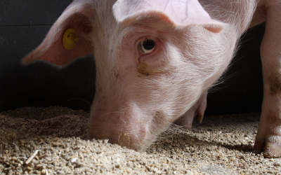 Danisco to discuss future of enzymes at EuroTier