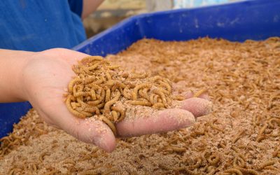 Widening the possible use of insects  Photo: Shutterstock.